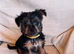 Tiny Yorkshire Terriers