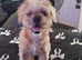 Shih tzu x frenchie