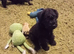 Black Patterjack pups