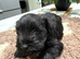 Beautiful Schnauzer pups
