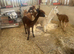 Yearling Alpaca boys