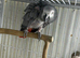 Female African grey Glasgow