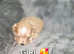 F1 Adorable Maltipoo Puppies