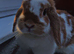 Mini lop doe