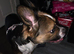 FEMALE BOSTON/ FRENCHIE 2 SEPTEMBER
