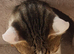 Bengal cross male cat