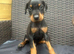 Beautiful family dobermanns *4 pups 1 girl 3 boys*