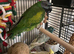 Beautiful Derbyan Parrot