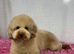 3 gorgeous Cavapoo pups