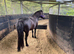 12.2 hh Genuine companion Dartmoor Hill Pony.