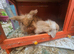 Hutch 3 rabits and hay food and sawdust