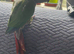 Green cheek conure handreared babies