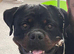 Rottweiler For Rehome