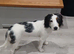 Working Cocker spaniel 7 mths