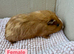 Young Guinea pigs
