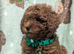 Adorable Asian red toy poodles