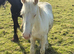 Cremello colt foal born November 2025