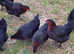 CHICKENS AVAILABLE AT POL