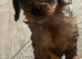 Miniature cavapoo girl ready next week