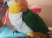 Silly tame caique