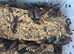 Madagascar hissing cockroaches
