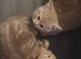 British shorthair lilac/cinnamon kittens