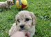 Cavachon puppies for sale 2 Boys Left