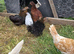 Pekin bantams