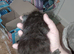 Two kittens looking for there forever home