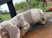 Beautiful Dachshund boys