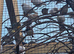 Zebra finches for sale