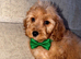 Cockapoo puppies