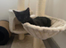 Black Kitten