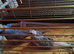Young Cockatiels for sale