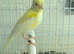 irish fancy canaries