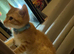 12 month old kitten
