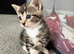 Kitten 4 weeks old