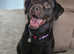 Travelling Tails dog walking services