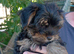 Pure Yorkshire terrier puppy