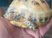 Horse filed tortoise for sale