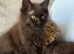 Beautiful Maine Coon kittens