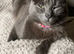 Beautiful Russian Blue mix