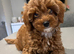 Tiny Toy Cavapoo Girl – DNA Health Tested Parents