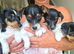 Jack Russell puppies