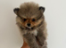 Miniature teddy Poms
