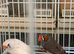 Zebra Finches for sale