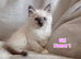 Ragdoll kittens - Exceptional
