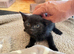 4 gorgeous kittens for sale