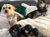 Beautiful Chorkie Puppies
