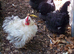 2025 BRED PEKIN BANTAMS SMOOTH AND FRIZZLED.